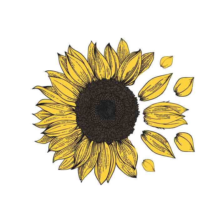 Sunflower SVG & PNG | Free SVG Download flower svg free cut files